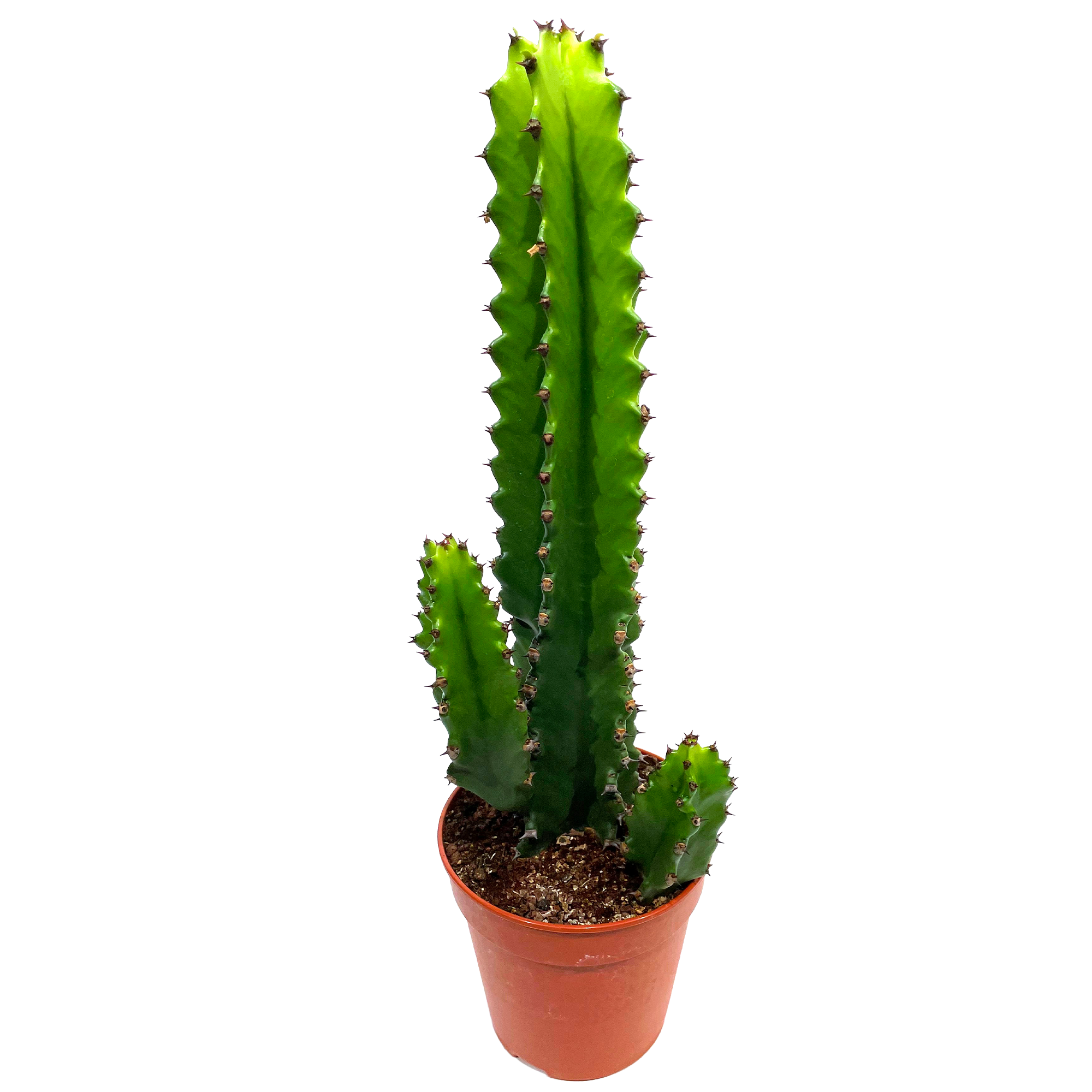 Wolfsmilch verschiedene Sorten 12 cm Topf