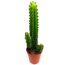 Wolfsmilch verschiedene Sorten 12 cm Topf