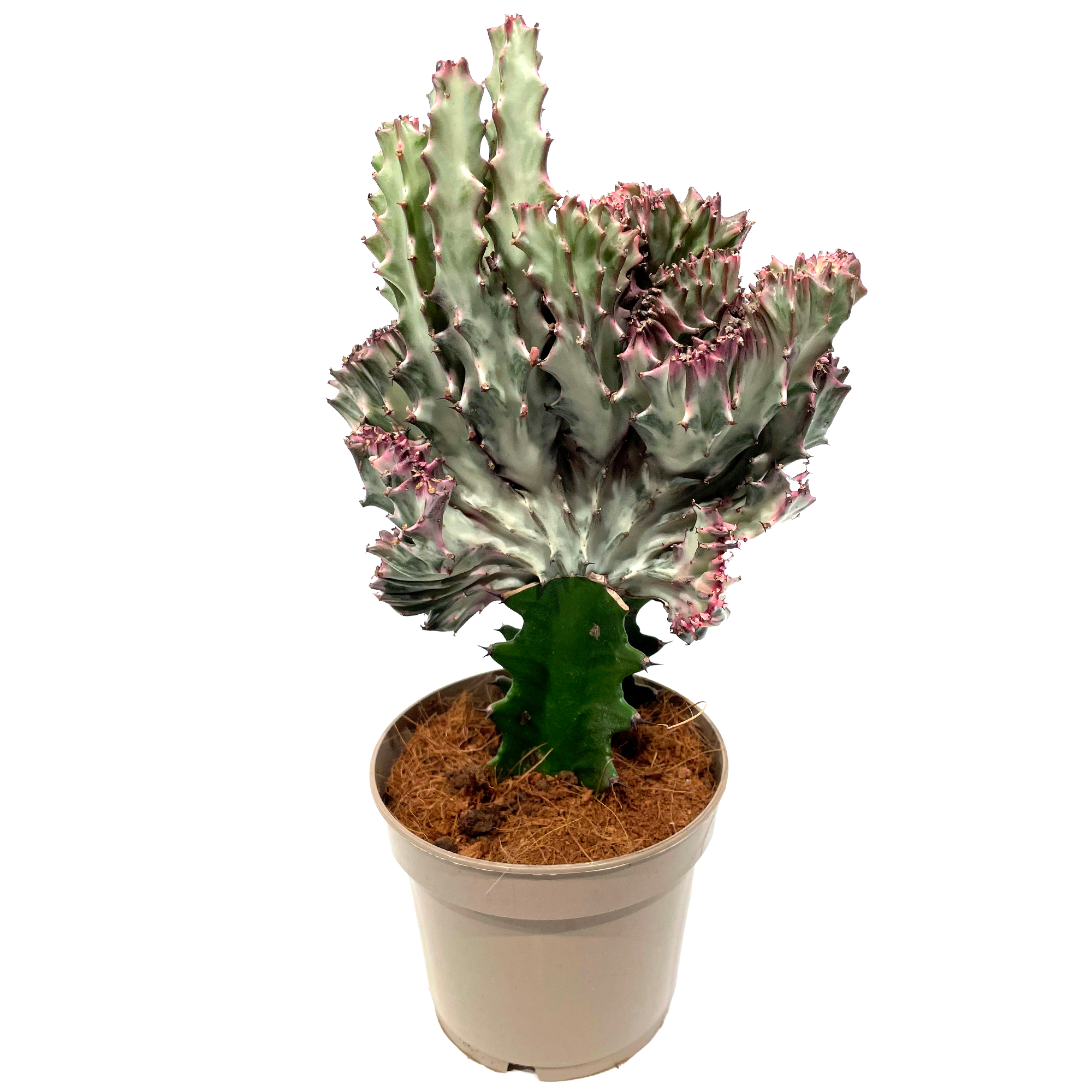 Wolfsmilch lactea cristata verschiedene Farben 12 cm Topf