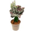 hauptbild