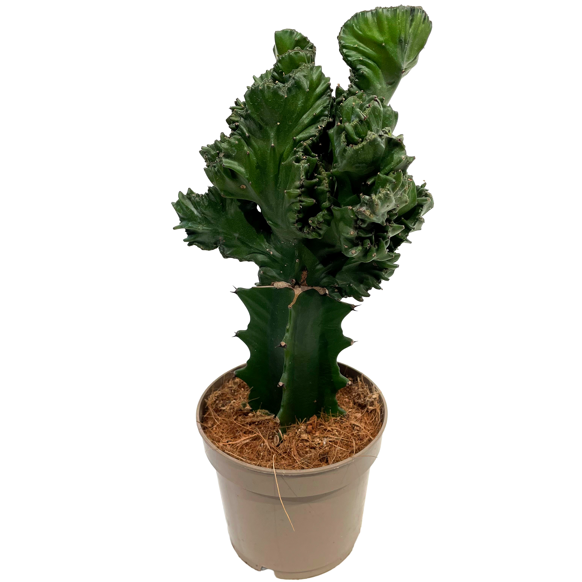 Wolfsmilch lactea cristata verschiedene Farben 12 cm Topf
