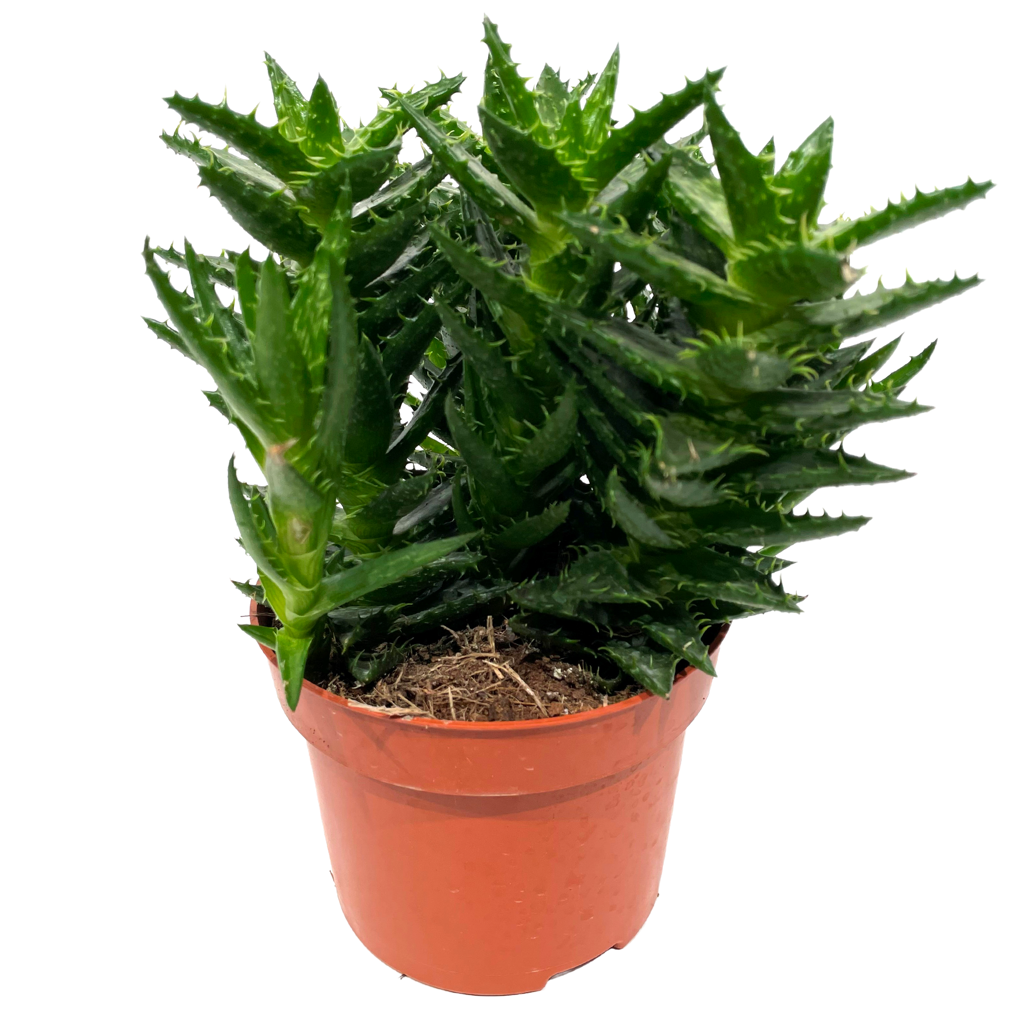 Aloe Vera verschiedene Sorten 12 cm Topf