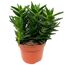 Aloe Vera verschiedene Sorten 12 cm Topf