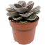Echeveria verschiedene Sorten 12 cm Topf