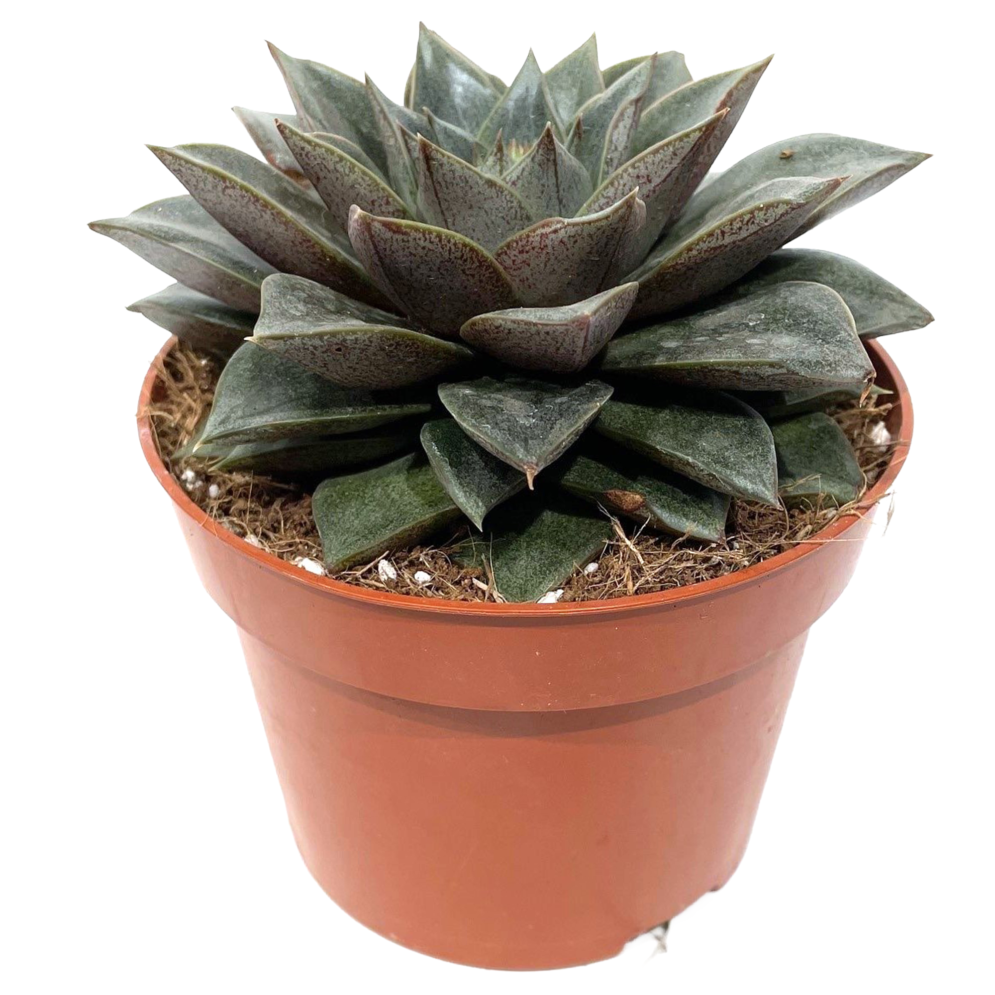 Echeveria verschiedene Sorten 12 cm Topf