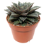 Echeveria verschiedene Sorten 12 cm Topf