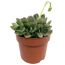 Echeveria verschiedene Sorten 12 cm Topf