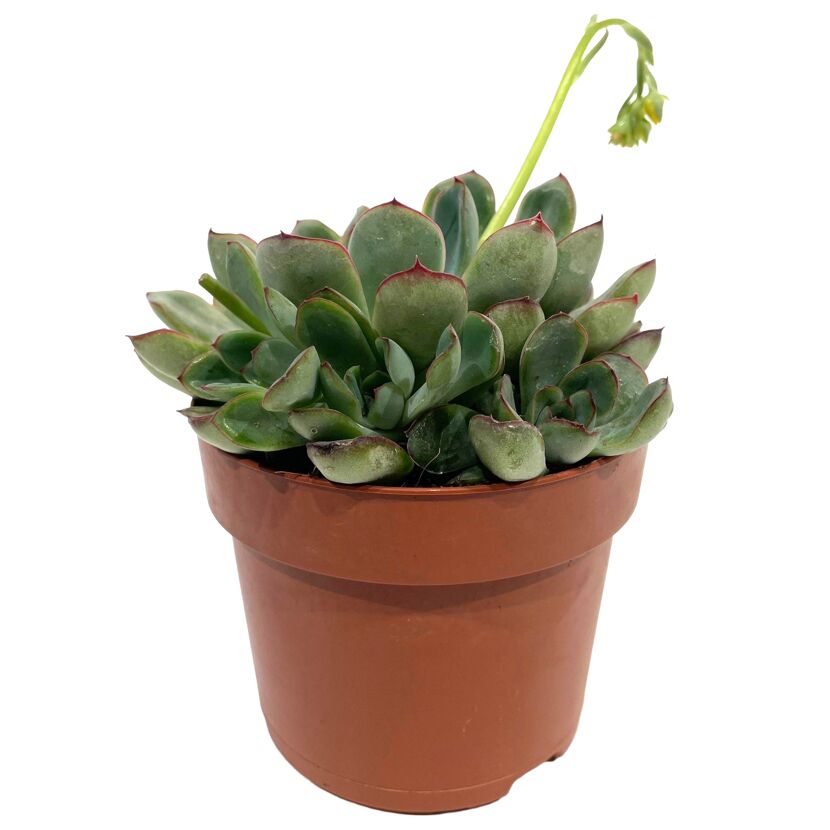 Echeveria verschiedene Sorten 12 cm Topf