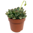 Echeveria verschiedene Sorten 12 cm Topf