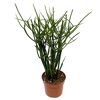 Euphorbia tirucalli 12 cm Topf