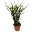 Euphorbia tirucalli 12 cm Topf