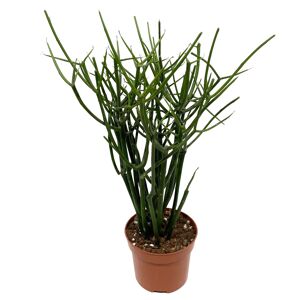 Euphorbia tirucalli 12 cm Topf