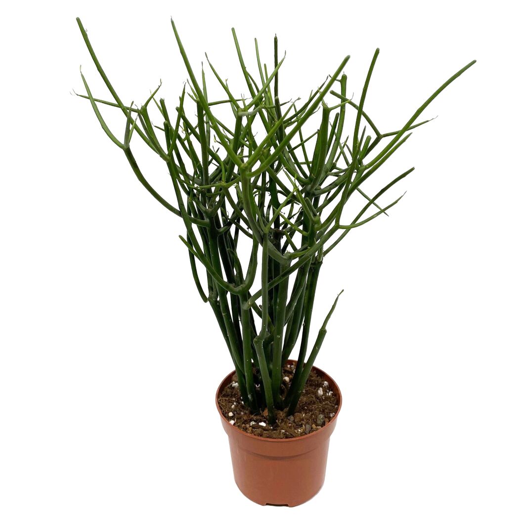 Euphorbia tirucalli 12 cm Topf
