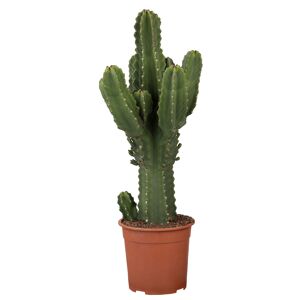 Kakteen verschiedene Sorten 20 cm Topf
