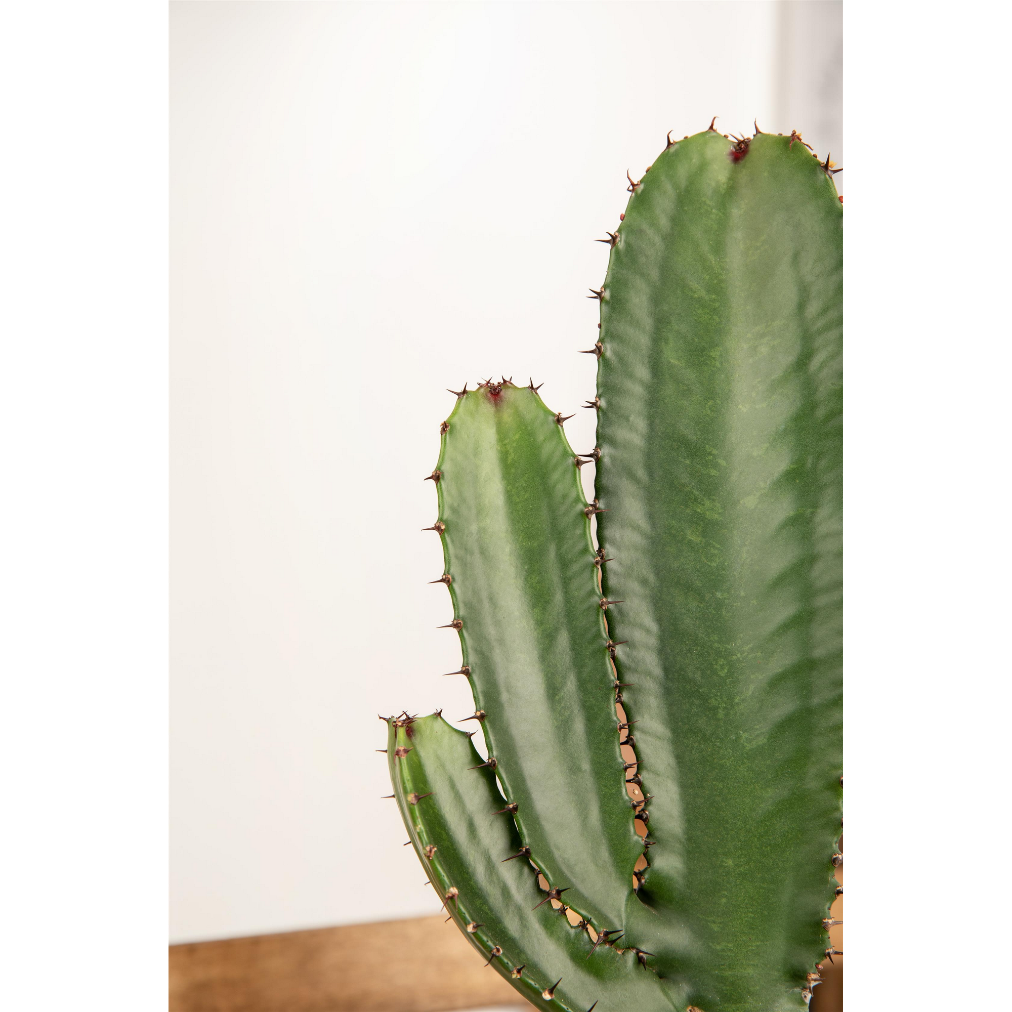 Euphorbia ingens 24 cm Topf