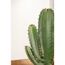 Euphorbia ingens 24 cm Topf