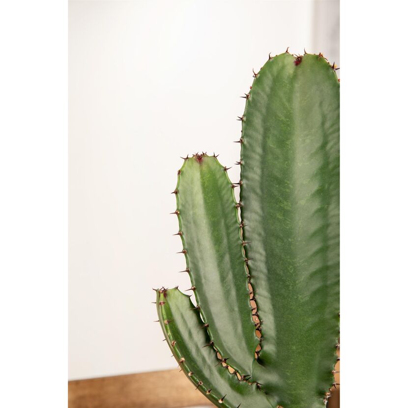 Euphorbia ingens 24 cm Topf