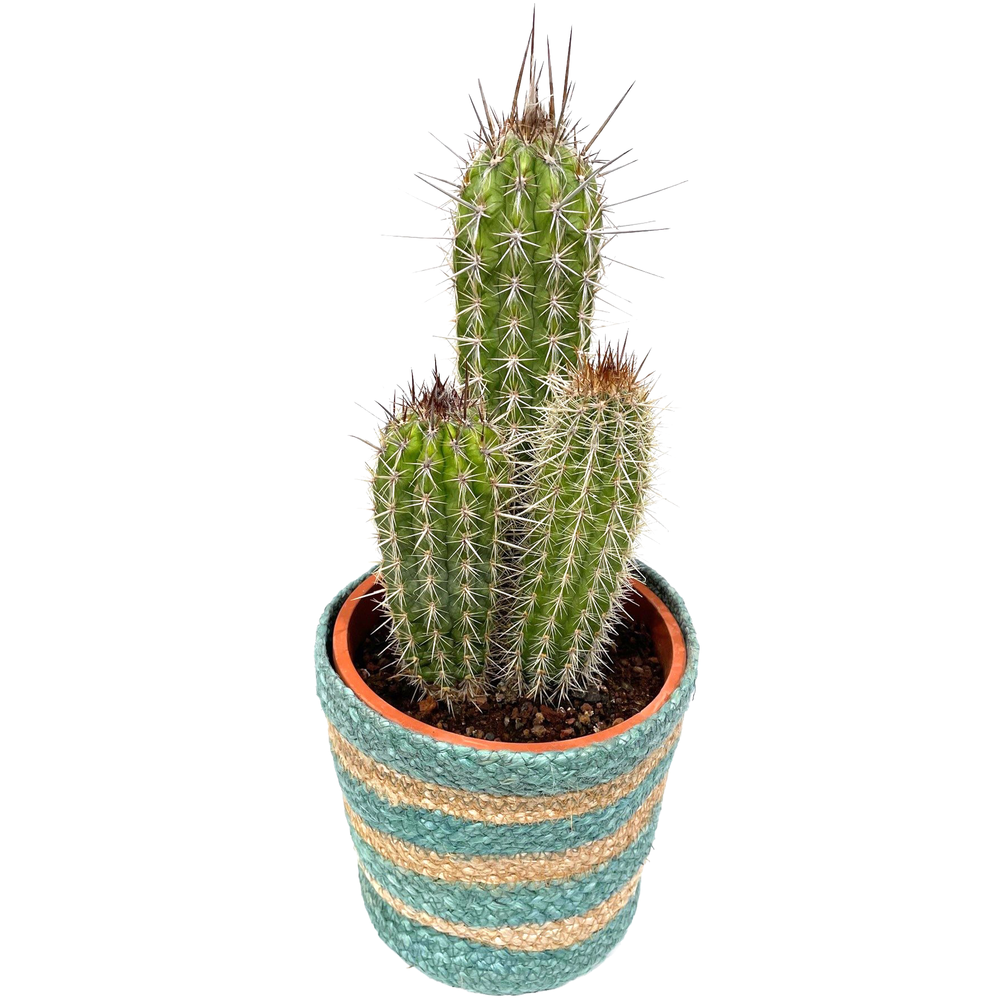 Kakteen & Sukkulenten in 18 cm Recyclingtopf