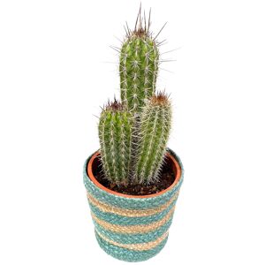 Kakteen & Sukkulenten in 18 cm Recyclingtopf