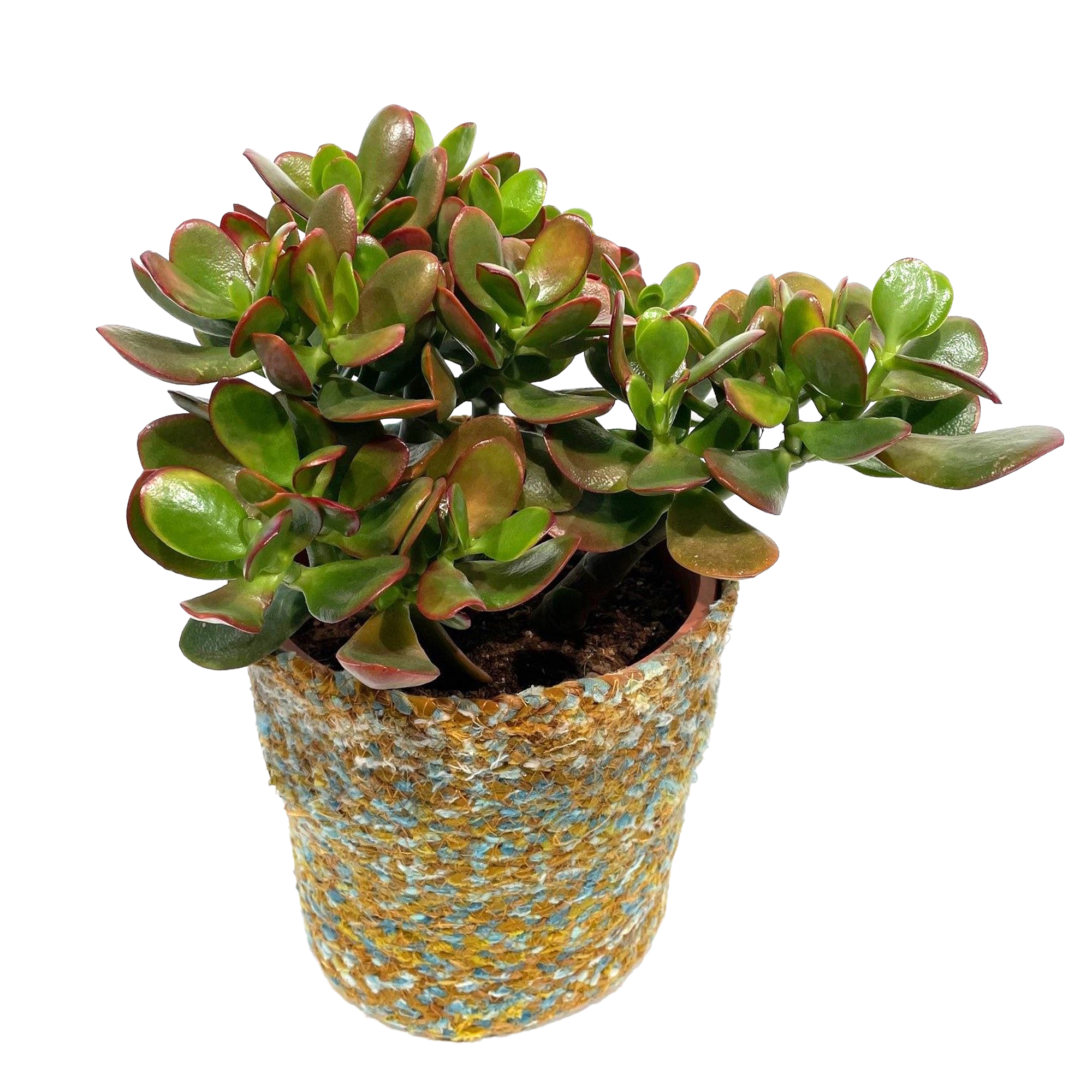 Kakteen & Sukkulenten in 18 cm Recyclingtopf