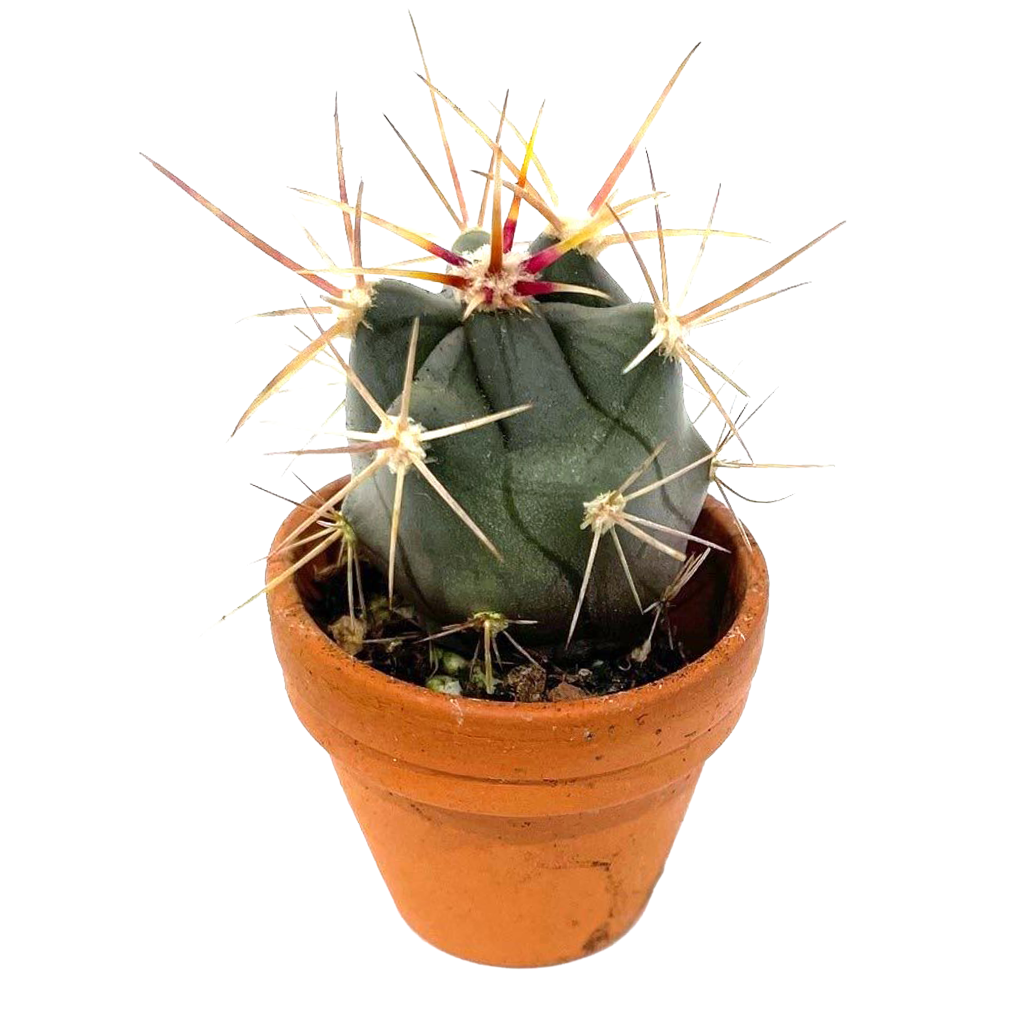 Mini Kakteen verschiedene Sorten 3,5 cm Topf