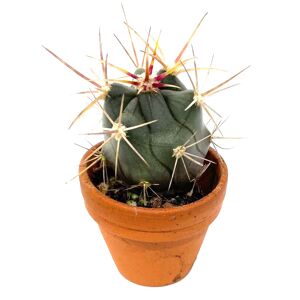 Mini Kakteen verschiedene Sorten 3,5 cm Topf