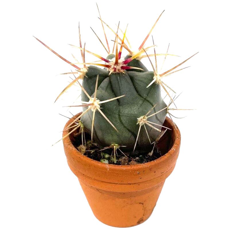 Mini Kakteen verschiedene Sorten 3,5 cm Topf