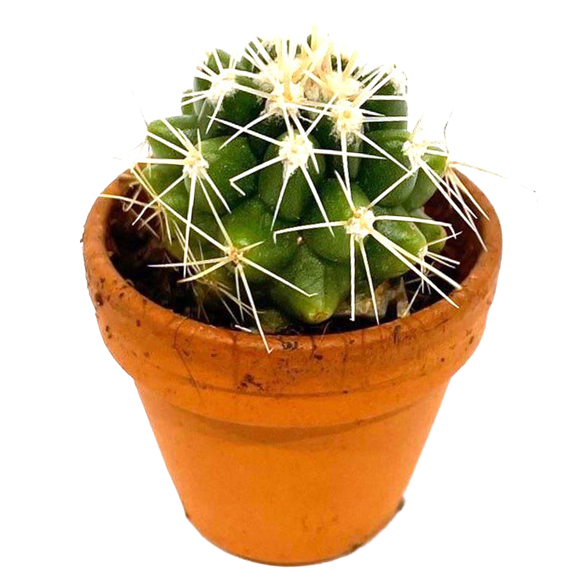 Mini Kakteen verschiedene Sorten 3,5 cm Topf