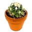 Mini Kakteen verschiedene Sorten 3,5 cm Topf