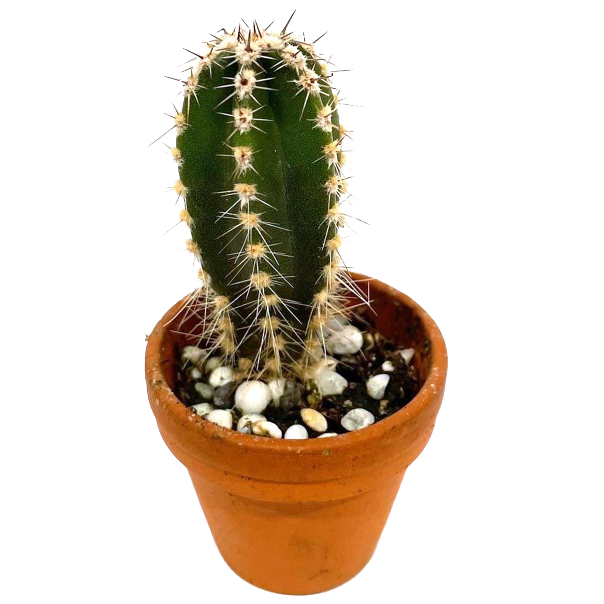 Mini Kakteen verschiedene Sorten 3,5 cm Topf