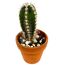 Mini Kakteen verschiedene Sorten 3,5 cm Topf