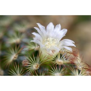 Kakteen blühend verschiedene Sorten 5,5 cm Topf