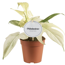 Philodendron 'Florida Ghost' 12 cm Topf