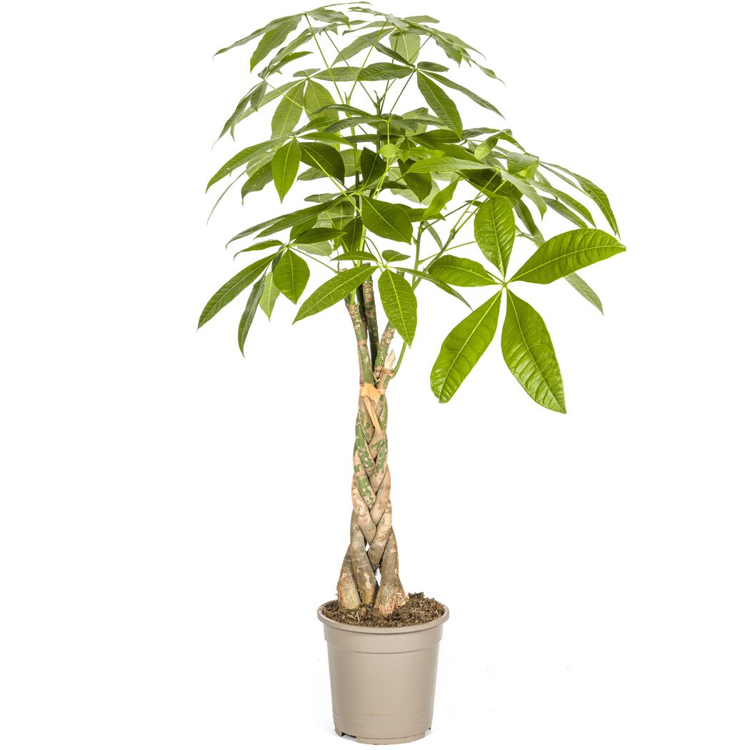 Glückskastanie 21 cm Topf