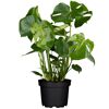 Monstera Deliciosa Fensterblatt in schwarzem Topf
