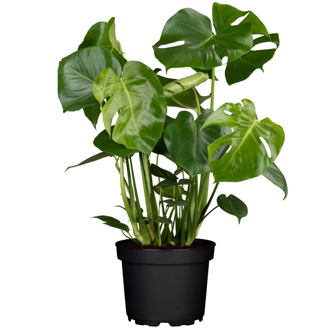 Monstera Deliciosa Fensterblatt in schwarzem Topf