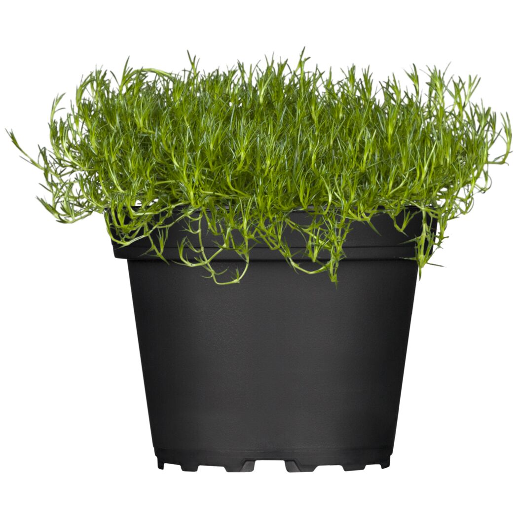 Sternmoos 9 cm Topf