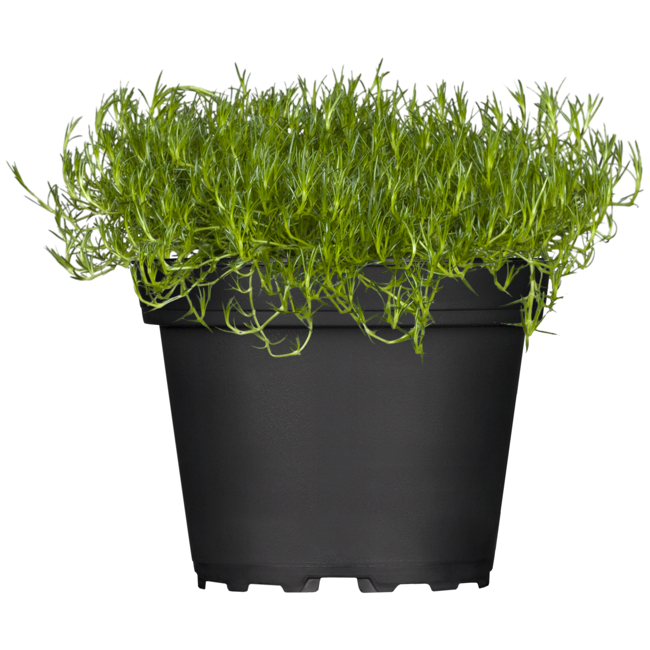 Bild von Sternmoos 9 cm Topf