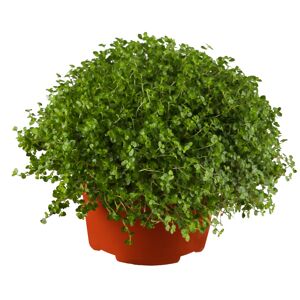 Bubikopf , 11 cm Topf