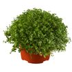 hauptbild