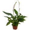 Eintopfpflanze Spathiphyllum Chopin