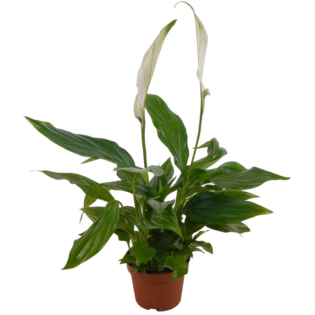 Eintopfpflanze Spathiphyllum Chopin