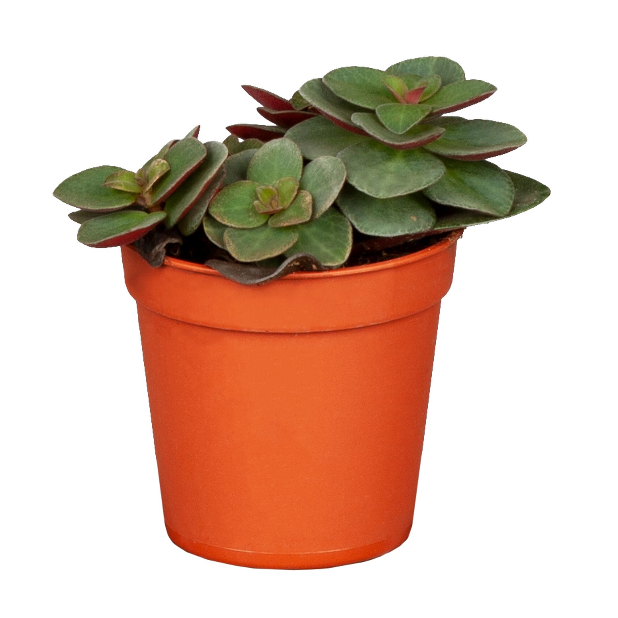 Peperomia verticillata in orangefarbenem Topf