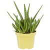 Bio-Aloe Vera 'Sweet' 12 cm Topf