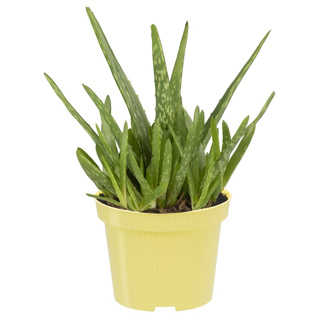 Bio-Aloe Vera 'Sweet' 12 cm Topf