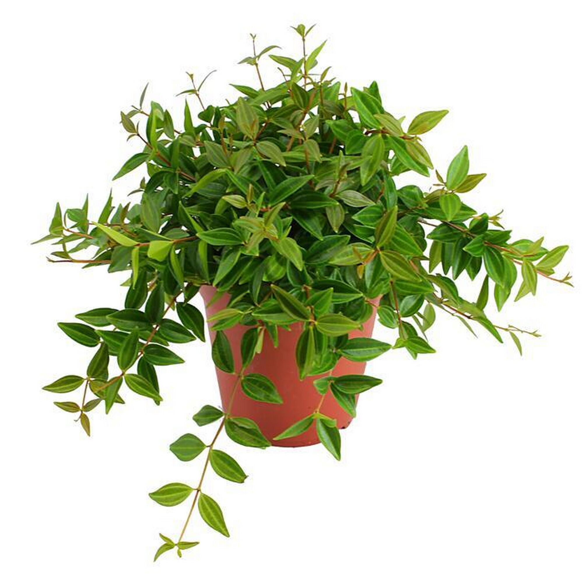 Grüne Hängepflanze in einem Topf