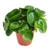 Peperomia Eden Collection in einem Topf
