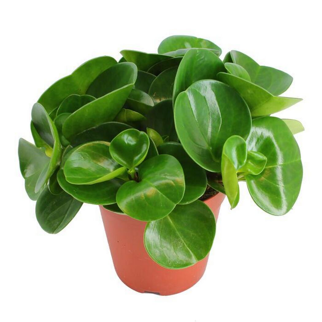 Peperomia Eden Collection in einem Topf