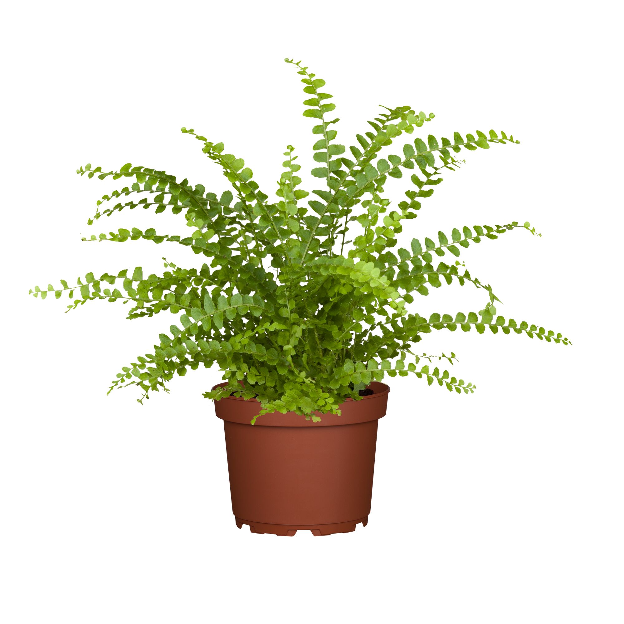 Zimmerfarn in braunem Topf