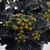Ajania pacifica mit gelben Blütenknospen